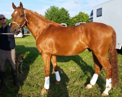 dressage horse Lovely Lenny (Württemberger, 1997, from Lenys Lemon)