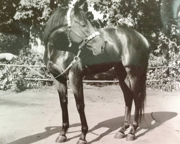 Pferd Robin xx (Englisches Vollblut, 1981, von Zigeunersohn xx)
