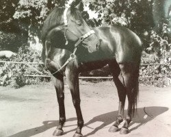 Pferd Robin xx (Englisches Vollblut, 1981, von Zigeunersohn xx)