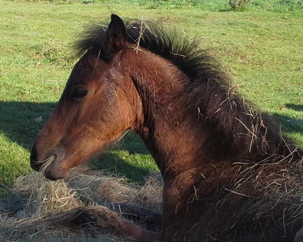 Pferd Pony Stutfohlen (Deutsches Reitpony, 2016)