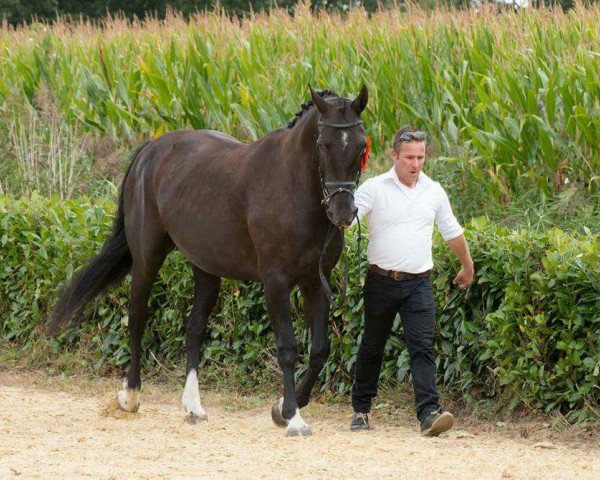 broodmare Vintevidhi (KWPN (Royal Dutch Sporthorse),  , from Gran Corrado)