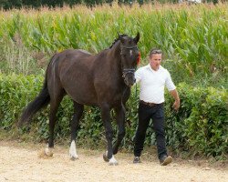 horse Vintevidhi (KWPN (Niederländisches Warmblut), from Gran Corrado)