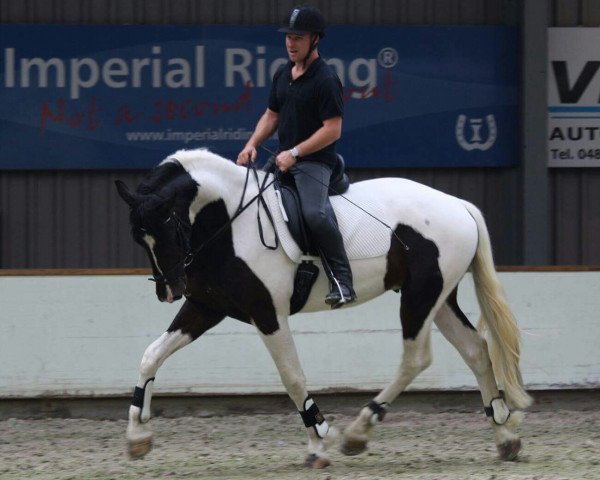 stallion HarrySter (Pinto,  , from Cool Cracker S)