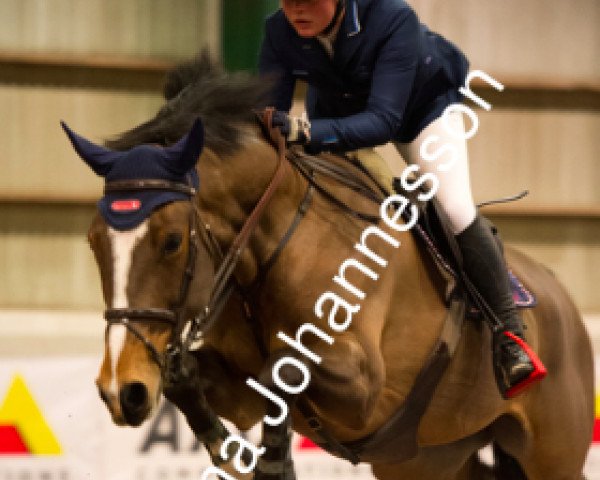 Springpferd Primrose Hill (Schwedisches Warmblut, 2009, von Heartbeat)