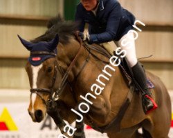 jumper Primrose Hill (Swedish Warmblood, 2009, from Heartbeat)