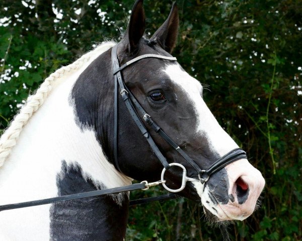 stallion BonoSter (Pinto,  , from HarrySter)