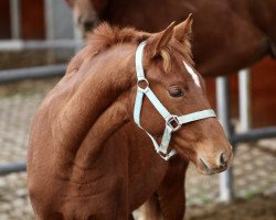 Springpferd Dia Velino (Deutsches Sportpferd, 2020, von Dia Corrado)