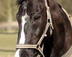 Pferd Lagune 82 (Brandenburger, 1988, von Gotland)