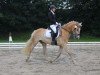 dressage horse Appollo HH (Haflinger, 2011, from Admiral-G)