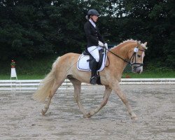 dressage horse Appollo HH (Haflinger, 2011, from Admiral-G)