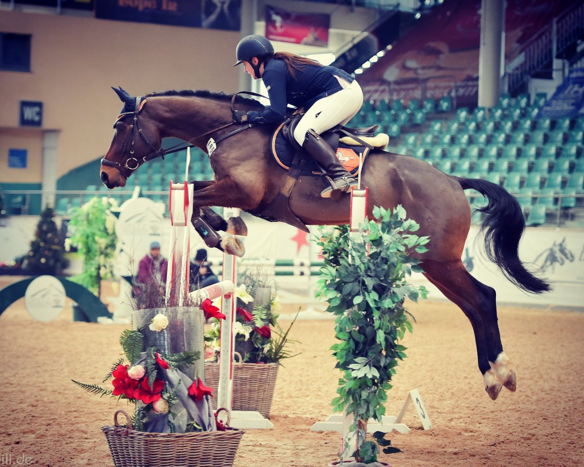 Springpferd Quentino 34 (Oldenburger, 2011, von Quintender 2)