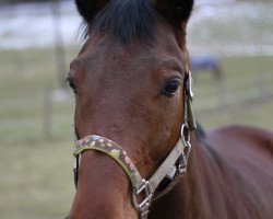 broodmare Westwood (Austrian Warmblood, 2007, from Al-Aabir xx)