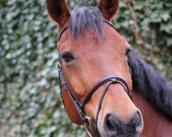 jumper Gustavsson 3 (Latvian Warmblood, 2007, from Geliuss)