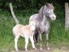 broodmare Madeira van Dyck (Dt.Part-bred Shetland pony, 2000, from Madras)