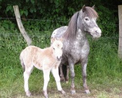 Zuchtstute Madeira van Dyck (Dt.Part-bred Shetland Pony, 2000, von Madras)