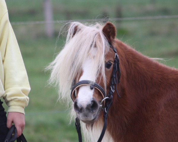 Zuchtstute Olinda von Uda (Shetland Pony, 2008, von Oke van de Zandkamp)