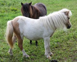 horse Kaedra von Paho (Shetland Pony, 2015, from Kimba)