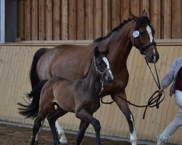 broodmare Ophelia (German Sport Horse, 2009, from Olympic Fire 5)