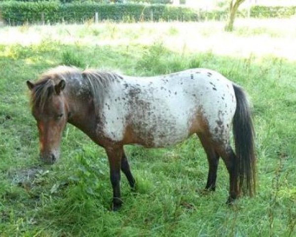 Zuchtstute Emmeli (Dt.Part-bred Shetland Pony, 2006, von Adonis)