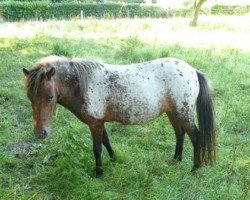 broodmare Emmeli (Dt.Part-bred Shetland pony, 2006, from Adonis)