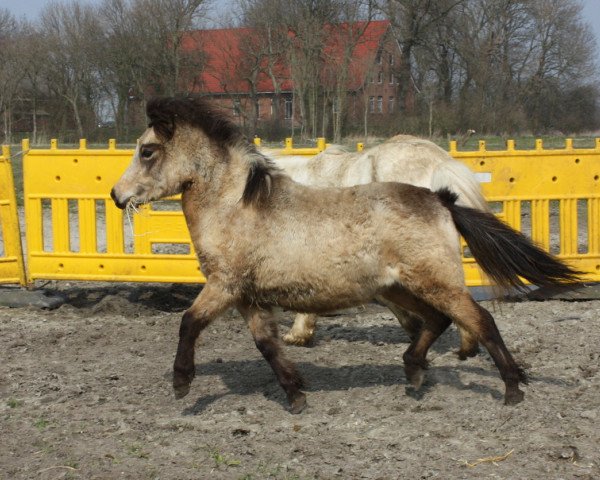 Pferd Enya vom Olendiek (Dt.Part-bred Shetland Pony, 2014, von Worldstar vom Olendiek)