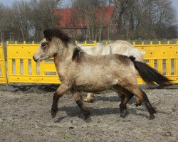 horse Enya vom Olendiek (Dt.Part-bred Shetland pony, 2014, from Worldstar vom Olendiek)