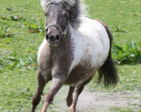 broodmare Caluna (Dt.Part-bred Shetland pony, 2006, from Bayerns Fürst)