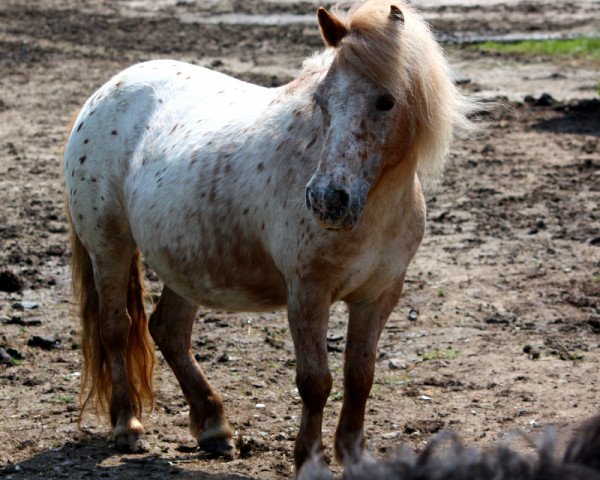 Zuchtstute Baby Blue von Uda (Dt.Part-bred Shetland Pony, 2006, von Bram van Veldzicht)