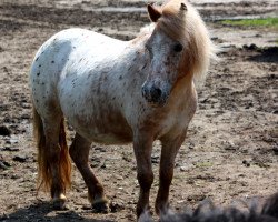 broodmare Baby Blue von Uda (Dt.Part-bred Shetland pony, 2006, from Bram van Veldzicht)