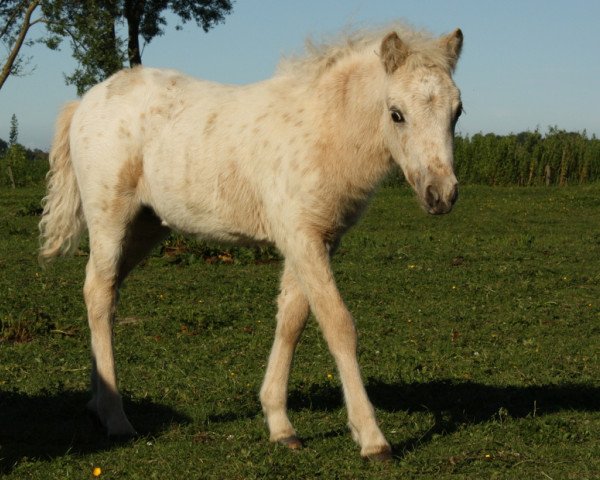 Zuchtstute Baila vom Olendiek (Dt.Part-bred Shetland Pony, 2015, von Willi Weitblick)