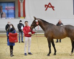 Pferd cointreau js (Österreichisches Warmblut, 2018, von Cullinan du Borget B)