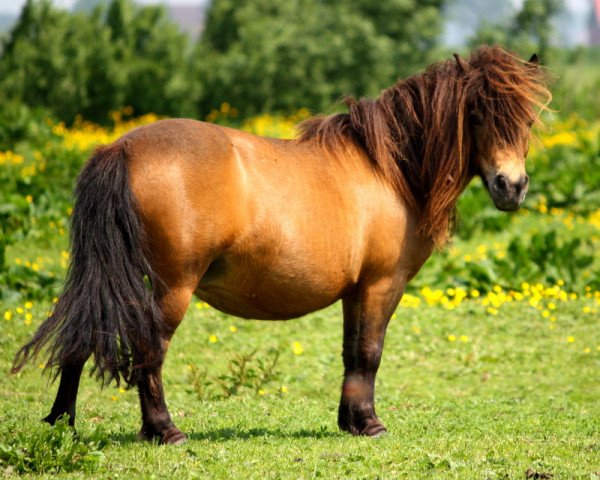Zuchtstute Kira von Paho (Shetland Pony, 2005, von Kimba)