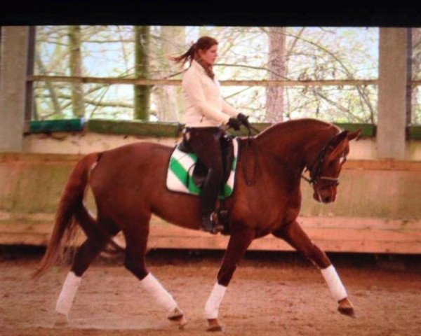 dressage horse Diamond's Ruby (Oldenburg, 2008, from Kaiser Karl)