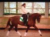 dressage horse Diamond's Ruby (Oldenburg, 2008, from Kaiser Karl)