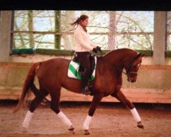 dressage horse Diamond's Ruby (Oldenburg, 2008, from Kaiser Karl)