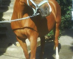 horse Flicka (German Riding Pony, 1991, from Frankör)