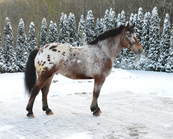 horse Monako (Polish Heavy Draft, 2010)