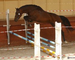 Pferd Korleone (Polnisches Warmblut, 2008, von Landor)