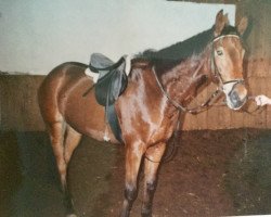 horse Bolero (Thuringia,  , from Blaubart xx)