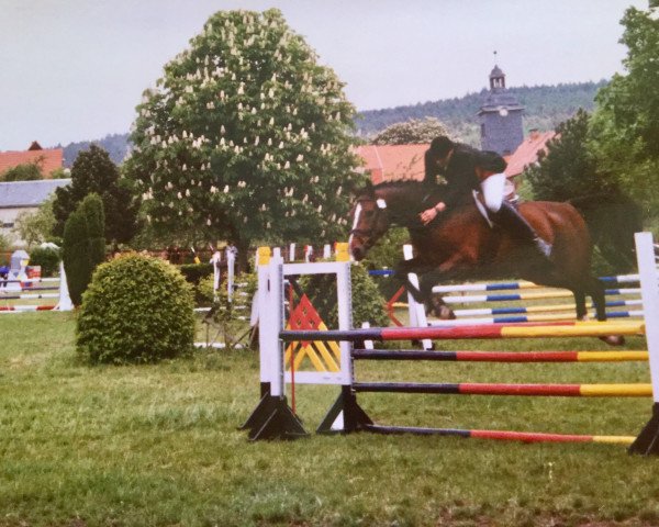 Pferd Rockefeller (Deutsches Sportpferd, 1994, von L-Royal Touch)