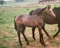 Pferd Höllenfürst (Thüringer, 1997, von Lasandro)