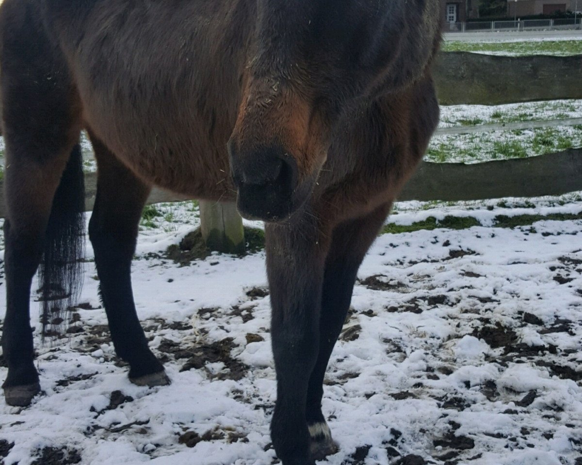 broodmare Lawinia (Mecklenburg, 1992, from Latouro)