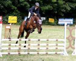 jumper Quirin S (German Sport Horse, 2011, from Quasto 144 FIN)