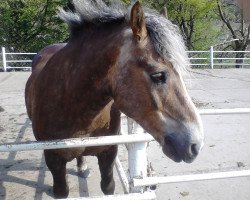 Pferd Ataman (Haflinger, 1996, von Anstand)