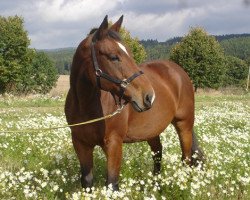 Pferd La Maz (Hessisches Warmblut, 1996, von Le Cou Cou)