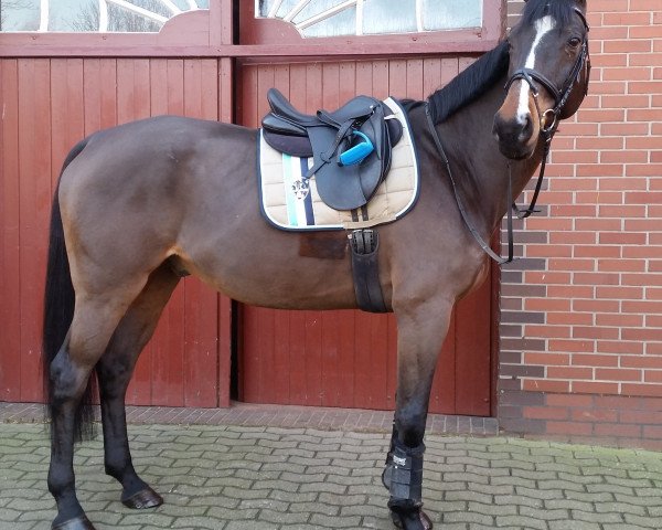 Pferd Dago (Polnisches Warmblut, 2004, von Peres)