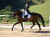 dressage horse Fidertraum 2 (Hanoverian, 2008, from Fidertanz)