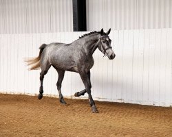 broodmare Cavallini's Ca'lotta (Holsteiner, 2012, from Clinton I)