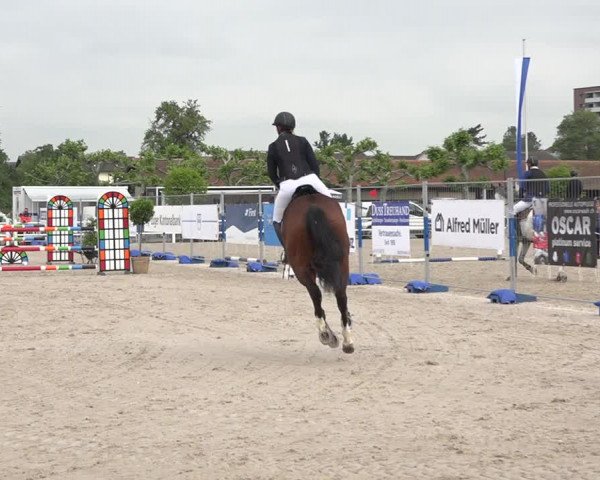 Reitturnier Zug 2019