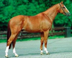 stallion Hors La Loi II (Selle Français, 1995, from Papillon Rouge)